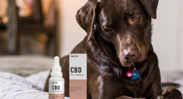 Using CBD on your Pets 